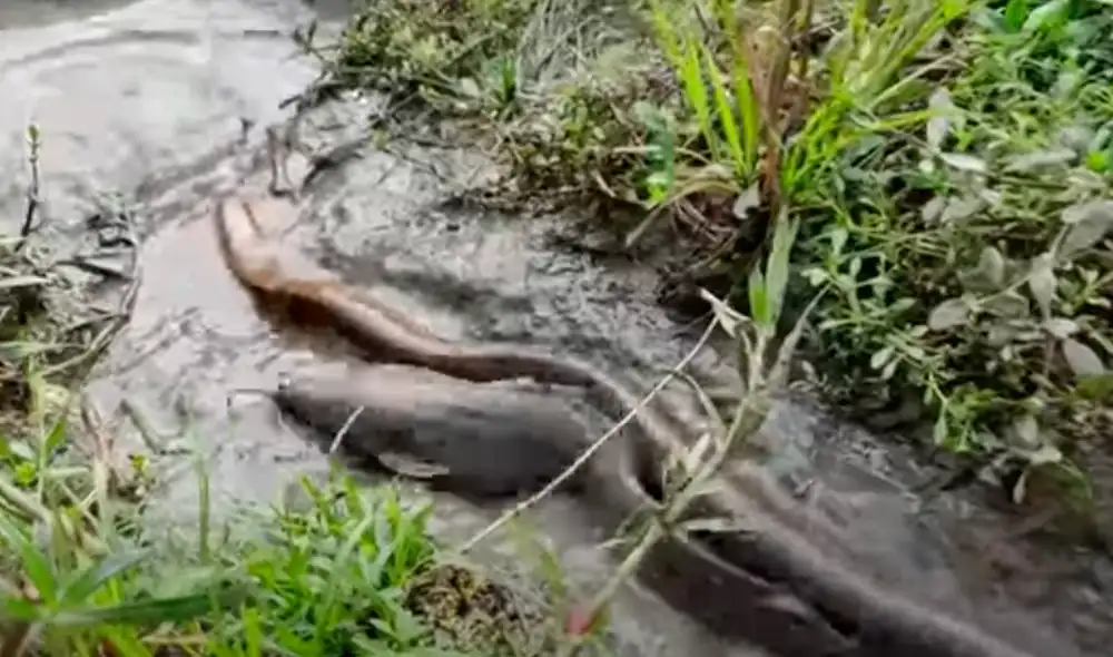 El video viral ha sido compartido en el canal Fishing BD. Foto: captura de YouTube El video viral ha sido compartido en el canal Fishing BD. Foto: captura de YouTube