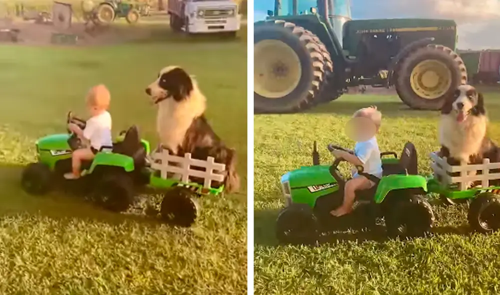 El perro parecía disfrutar del paseo debido que estaba tranquilamente sentado en el remolque del camión. Foto: captura de Facebook El perro parecía disfrutar del paseo debido que estaba tranquilamente sentado en el remolque del camión. Foto: captura de Facebook