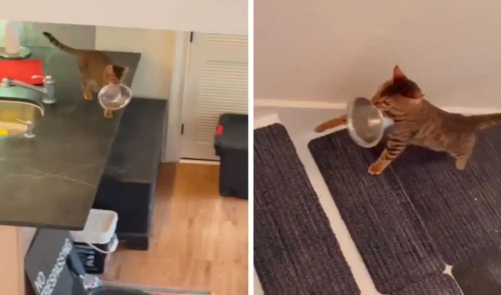 Un joven grabó el preciso momento en que su gatito fue a buscarla hasta su habitación para que le sirvan un poco de comida en su plato. Foto: captura de TikTok