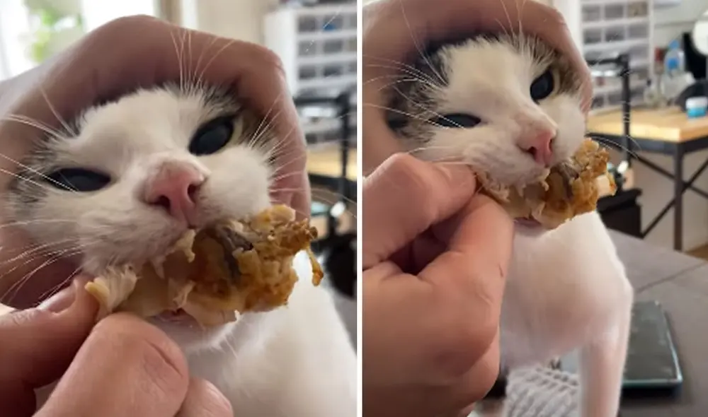 Este video ha hecho reír a miles de usuarios en las redes sociales. Foto: captura de TikTok Este video ha hecho reír a miles de usuarios en las redes sociales. Foto: captura de TikTok