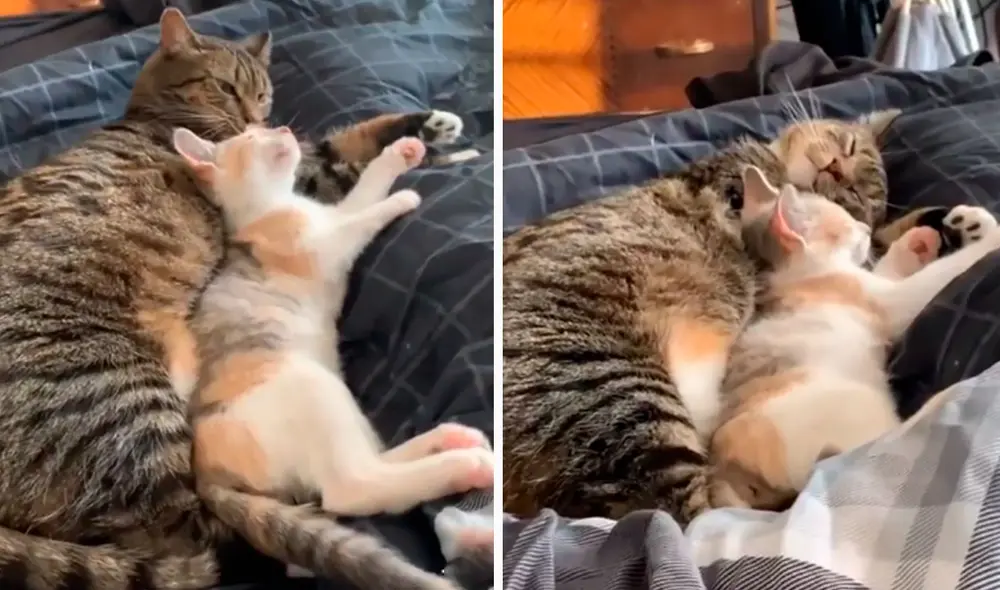 Una pareja se sorprendió con la emotiva reacción de su gatita cuando vio al nuevo integrante de su familia. Foto: captura de Facebook Una pareja se sorprendió con la emotiva reacción de su gatita cuando vio al nuevo integrante de su familia. Foto: captura de Facebook
