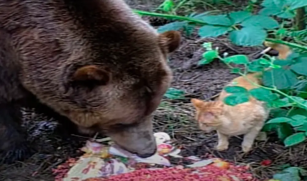 El video ha sido compartido en la página calvin kennedy. Foto: captura de Facebook