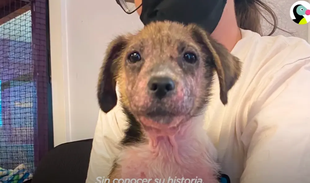El video ha sido compartido en el canal El Dodo. Foto: captura de YouTube El video ha sido compartido en el canal El Dodo. Foto: captura de YouTube