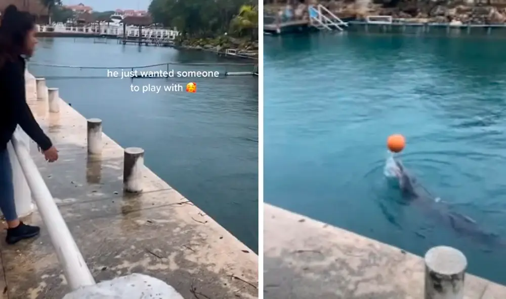 La joven comenzó a jugar con el delfín al verlo solo en el muelle. Foto: captura de TikTok