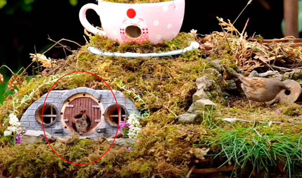 Simon Dell estaba sentado tomando fotos a los pájaros cuando se sorprendió al ver al ratón erguido. Foto: captura de TikTok