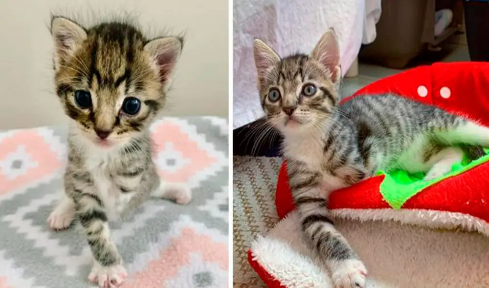 Un gatito fue abandonado junto con sus hermanos en la calle; sin embargo, los veterinarios se percataron que le faltaba una pata y tenía otra torcida. Foto: Babykittensfoster/Facebook