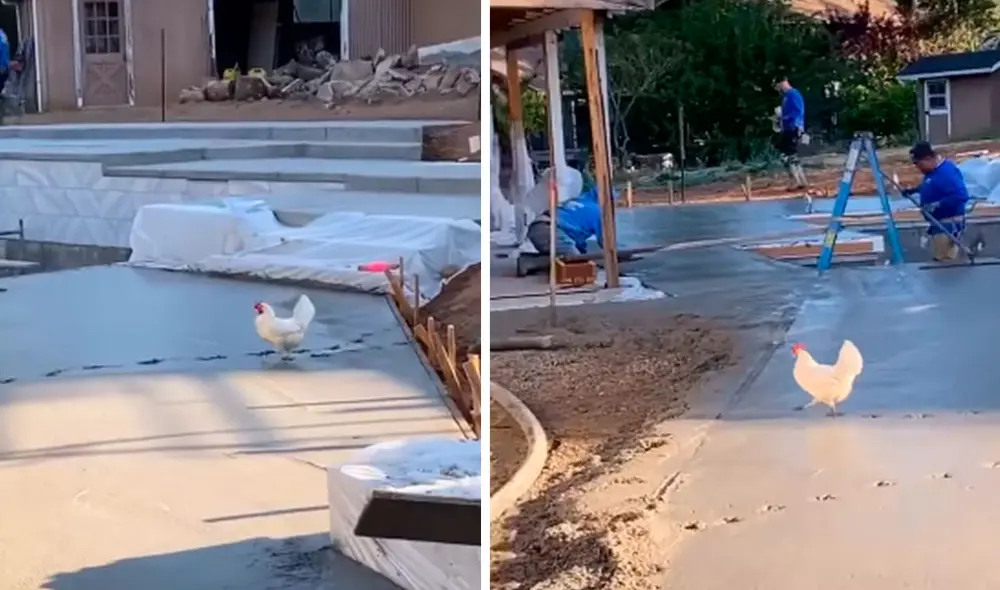 Unos obreros estaban a punto de culminar su jornada; sin embargo, fueron sorprendidos con una gallina que estropeó sus planes. Foto: captura de YouTube Unos obreros estaban a punto de culminar su jornada; sin embargo, fueron sorprendidos con una gallina que estropeó sus planes. Foto: captura de YouTube