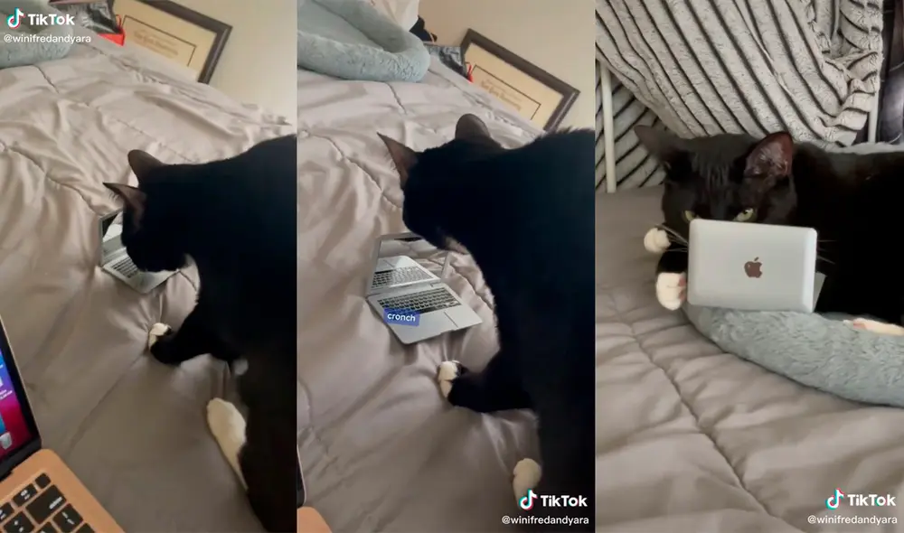 El minino no tardó en usar su nuevo regalo para sorpresa de la mujer. Foto: captura de TikTok