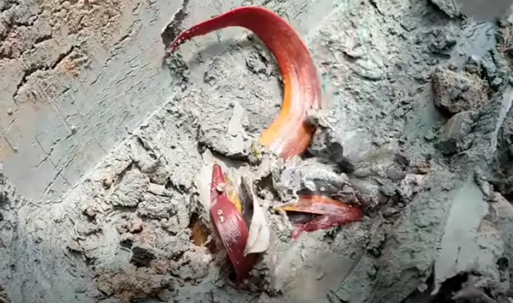 El video viral ha sido compartido en el canal ViralPress. Foto: captura de YouTube El video viral ha sido compartido en el canal ViralPress. Foto: captura de YouTube