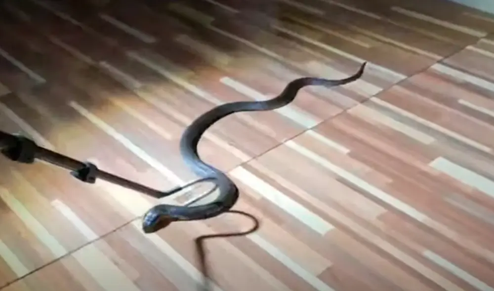 El video viral ha sido compartido en el canal Viral Press. Foto: captura de YouTube
