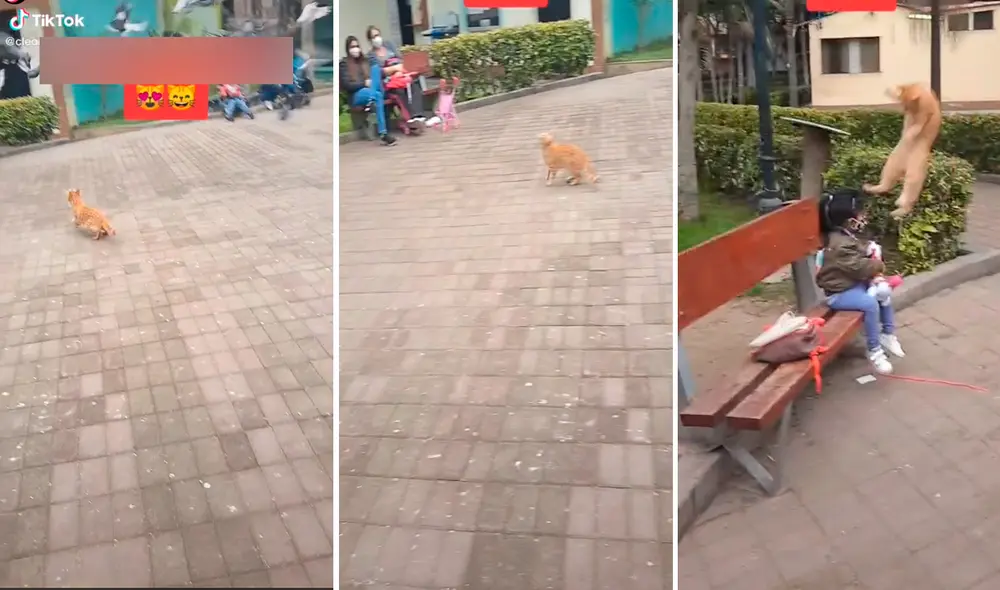 El minino saltó varios metros desde el suelo y asombró a los visitantes de un parque. Foto: captura de TikTok El minino saltó varios metros desde el suelo y asombró a los visitantes de un parque. Foto: captura de TikTok