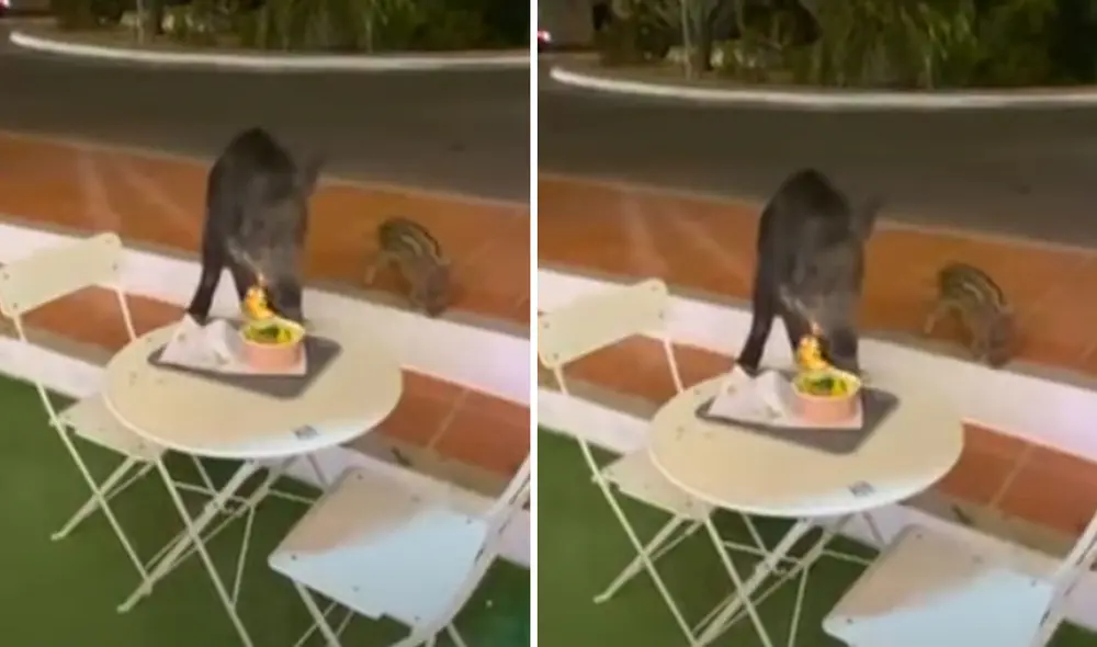 Miles de usuarios quedaron impresionados con la conducta del animal. Foto: captura de YouTube