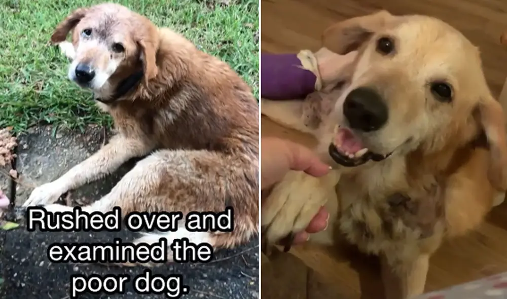 Las imágenes de este perrito se volvieron tendencia en las redes sociales. Foto: captura de Instagram