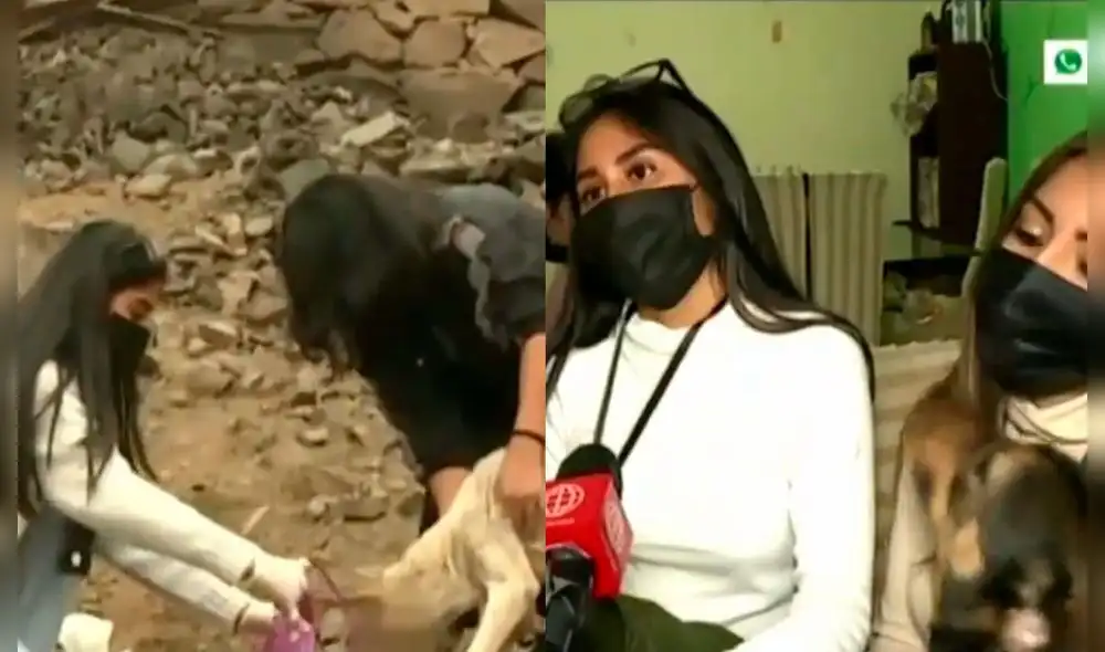 Las mascotas que tienen se encuentran en adopción. Foto: composición/América Noticias Las mascotas que tienen se encuentran en adopción. Foto: composición/América Noticias