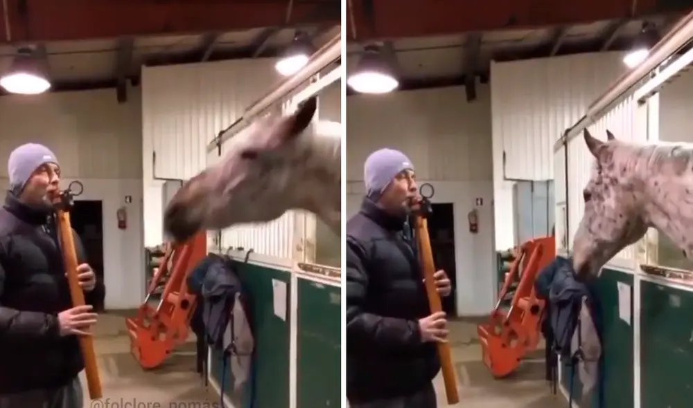 El animal comenzó a mover la cabeza al oír el sonido de la flauta. Foto: captura de Facebook