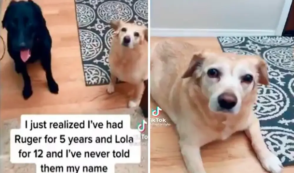 El clip ha sacado miles de sonrisas a los usuarios en redes sociales. Foto: captura de TikTok