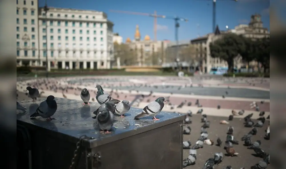 Rishi Prem afirma que el agente lo vio sentado junto a las palomas y no le advirtió sobre las consecuencias. Foto: Albert García/referencial