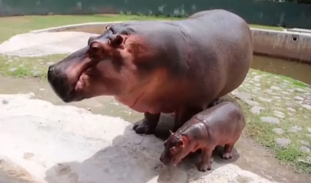 Los trabajadores de un zoológico se conmovieron con la acción de un hipopótamo recién nacido, el cual quería permanecer al lado de su madre. Foto: captura de YouTube