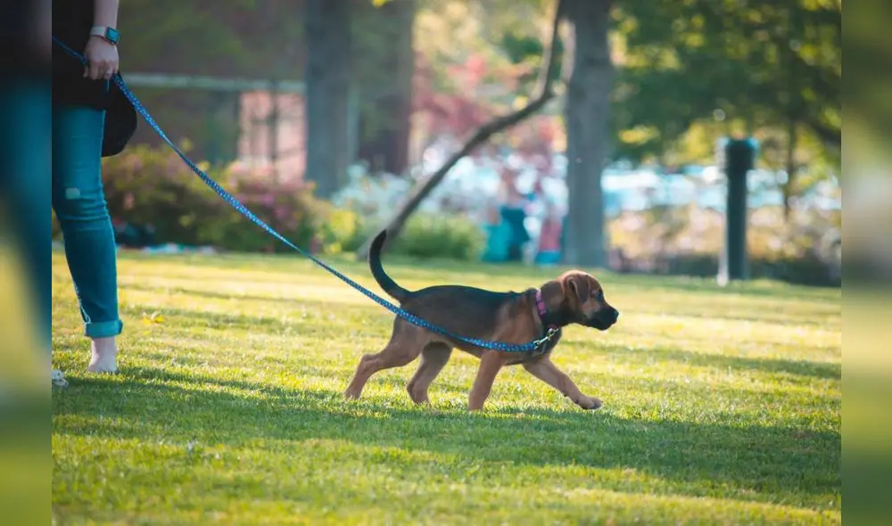 La sanción será de hasta 222 dólares a quienes no recojan los desechos de sus mascotas. Foto: difusión/referencial