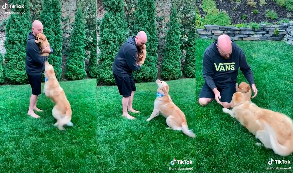 El can desarrolló una tierna conducta que cautivó a miles de cibernautas. Foto: captura de TikTok
