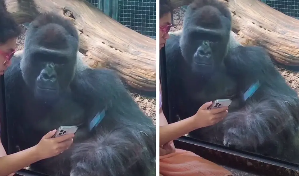 El video ha causado gran sensación en las redes sociales. Foto: captura de TikTok