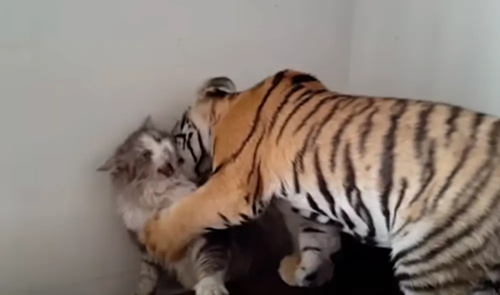 El video ha sido compartido en el canal Vitaliy Gribovsky. Foto: captura de YouTube