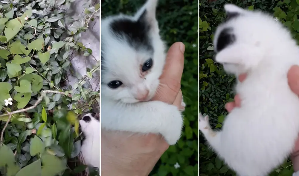 Miles de usuarios en las redes sociales quedaron conmovidos con esta historia. Foto: captura de YouTube