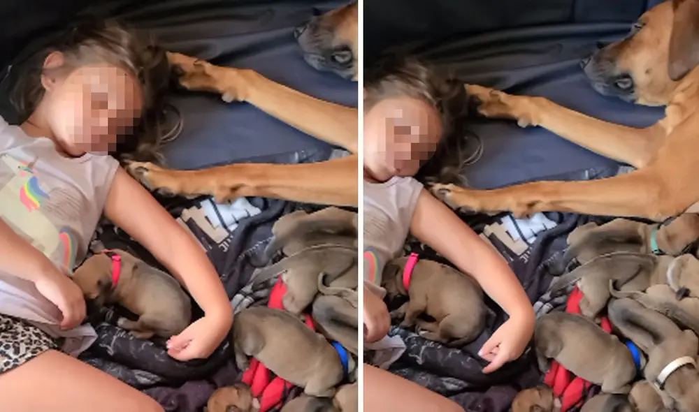 Miles de usuarios quedaron conmovidos con esta tierna escena. Foto: captura de YouTube Miles de usuarios quedaron conmovidos con esta tierna escena. Foto: captura de YouTube