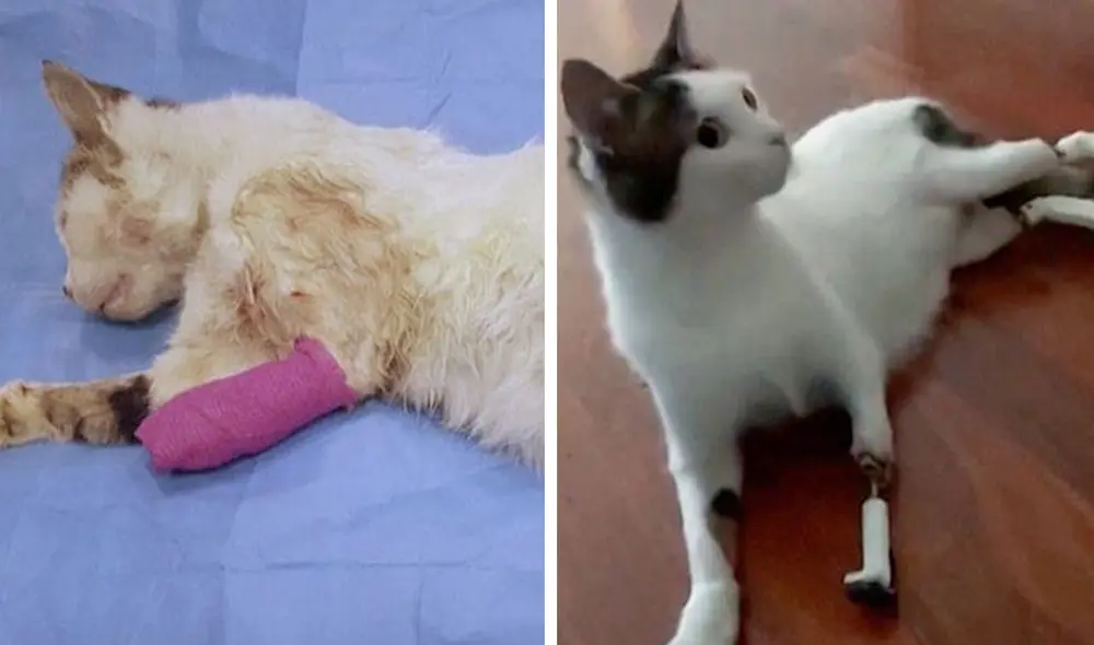 Un gatito perdió sus tres patas a consecuencia de un incidente automovilístico; sin embargo, recibió la ayuda de una veterinaria para lograr su recuperación. Foto: captura de YouTube
