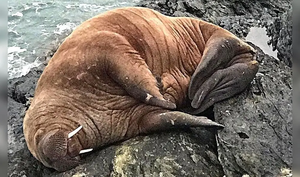 El imponente animal se quedó dormido y fue trasladado por las corrientes nórdicas. Foto: EFE El imponente animal se quedó dormido y fue trasladado por las corrientes nórdicas. Foto: EFE