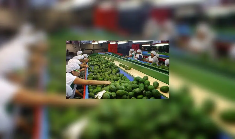 Envíos agrícolas siguen al alza pese a la pandemia.