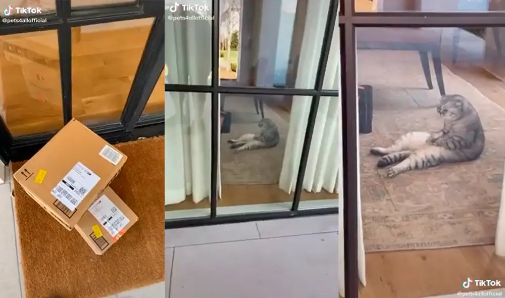 El hombre no pudo evitar sorprenderse por la inusual conducta del minino. Foto: captura de TikTok