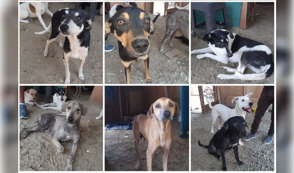Piura es una región con alto índice de abandono de perritos y gatitos. Foto: composición/Huellitas Callejeras Piura