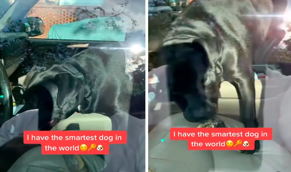 La tierna mascota no vaciló ni un momento en ayudarlo y se acercó al asiento del conductor. Foto: captura de Facebook La tierna mascota no vaciló ni un momento en ayudarlo y se acercó al asiento del conductor. Foto: captura de Facebook