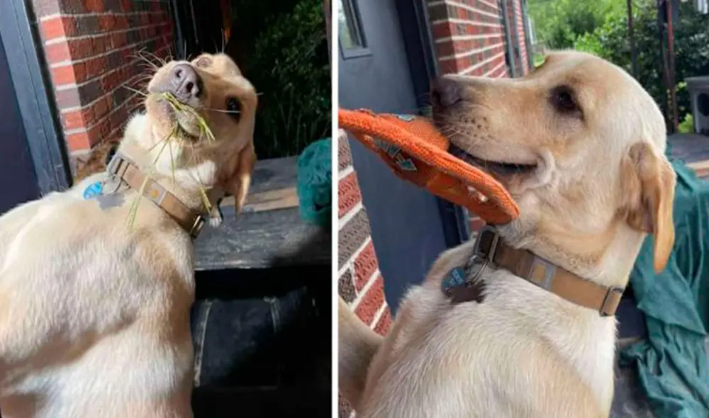 Todos los días, un perrito busca cualquier objeto para entregárselo a su dueña cuando la ve llegar del trabajo. Foto: Lori Eddins/ Facebook Todos los días, un perrito busca cualquier objeto para entregárselo a su dueña cuando la ve llegar del trabajo. Foto: Lori Eddins/ Facebook