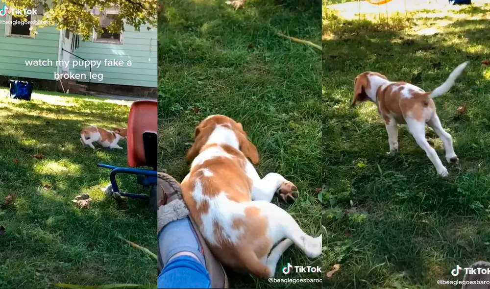 El can desarrolló una inesperada actuación mientras jugaba en el jardín de su hogar. Foto: captura de TikTok El can desarrolló una inesperada actuación mientras jugaba en el jardín de su hogar. Foto: captura de TikTok
