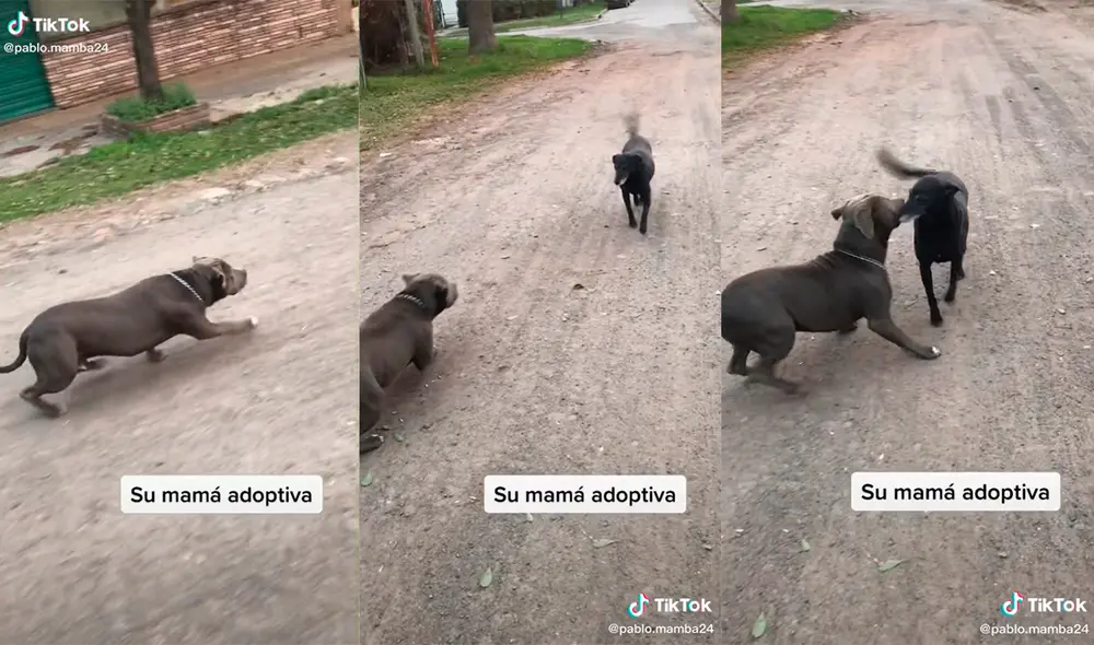 Los canes tuvieron grandes muestras de afecto que revelaron el gran cariño que se tienen. Foto: captura de TikTok