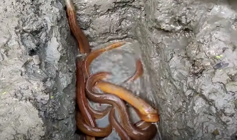 El video viral ha sido compartido en el canal Fishing BD. Foto: captura de YouTube