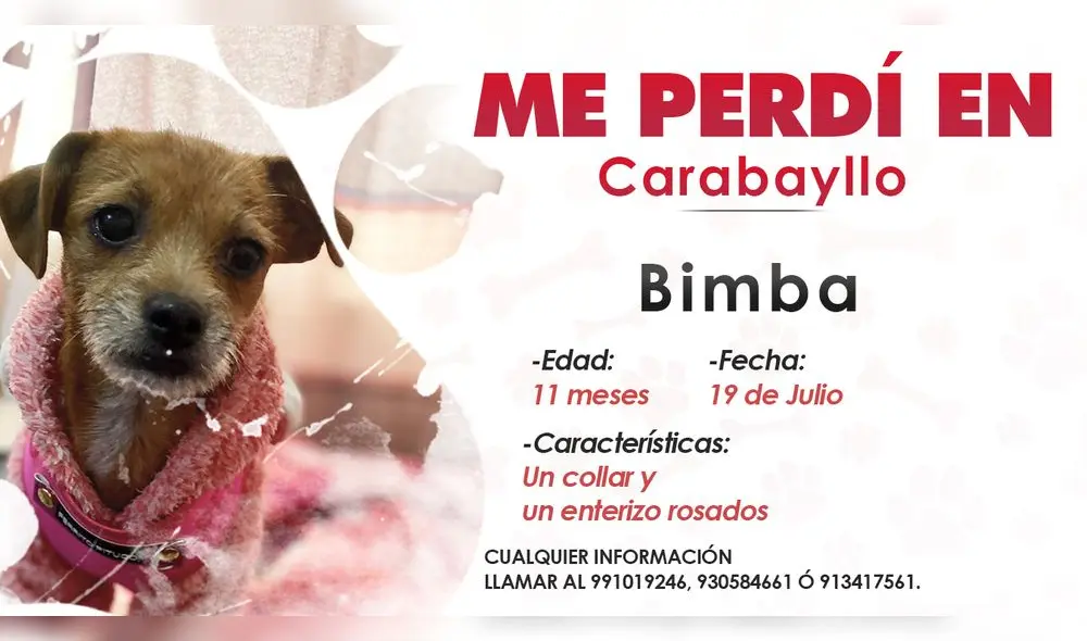 La dueña de Bimba advierte que su mascota es muy tímida con las personas, pero siempre jugaba jugar con los niños que se le acercaban. Foto: composición LR La dueña de Bimba advierte que su mascota es muy tímida con las personas, pero siempre jugaba jugar con los niños que se le acercaban. Foto: composición LR