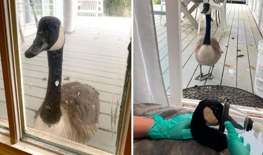 Un ganso fue llevado a una veterinaria para curar su pata lastimada; sin embargo, su ‘pareja’ se preocupó y lo buscó para no separarse de su lado. Foto: Thecapewildlifecenter/ Facebook Un ganso fue llevado a una veterinaria para curar su pata lastimada; sin embargo, su ‘pareja’ se preocupó y lo buscó para no separarse de su lado. Foto: Thecapewildlifecenter/ Facebook