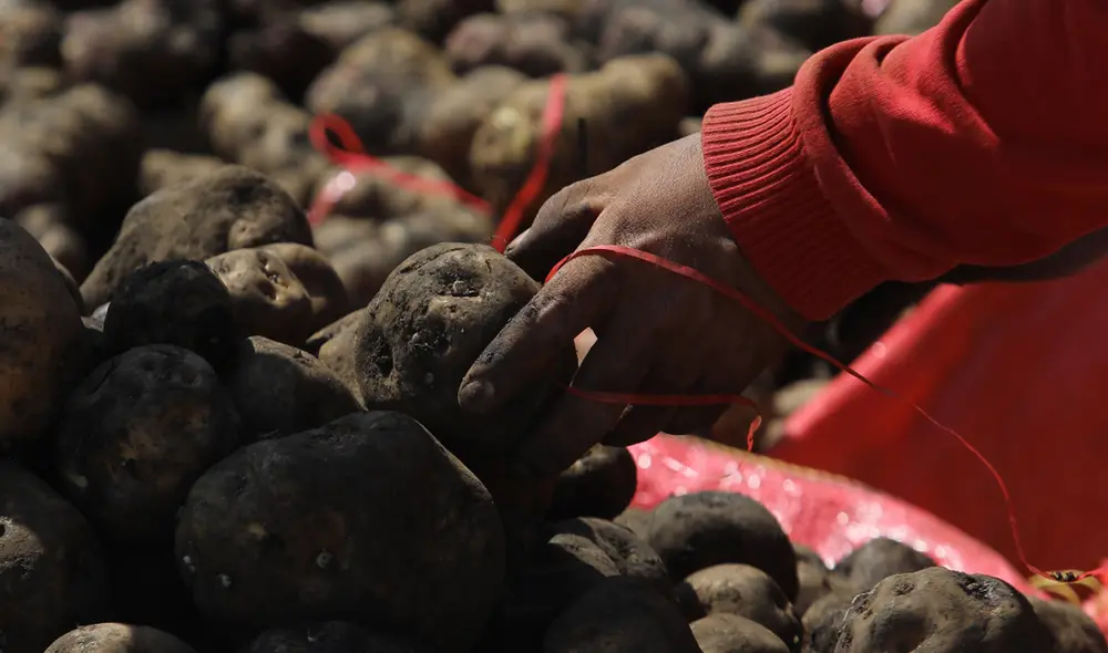 En todo el país, la producción de papa en el mes de mayo totalizó 1 millón 315 mil 706 toneladas. Foto: La República En todo el país, la producción de papa en el mes de mayo totalizó 1 millón 315 mil 706 toneladas. Foto: La República