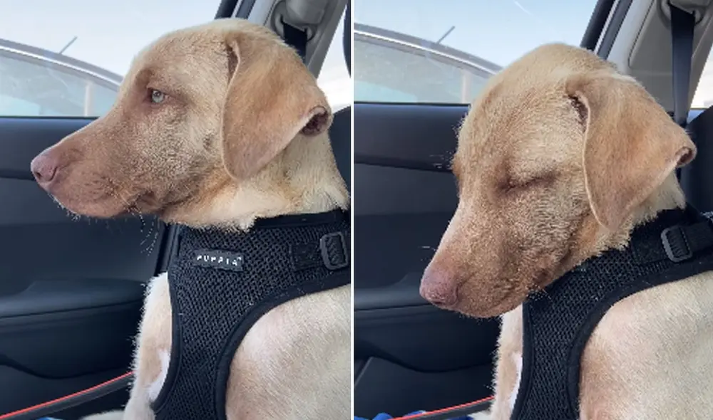 El curioso comportamiento del animal dejó cautivados a miles de usuarios en las redes sociales. Foto: captura de YouTube