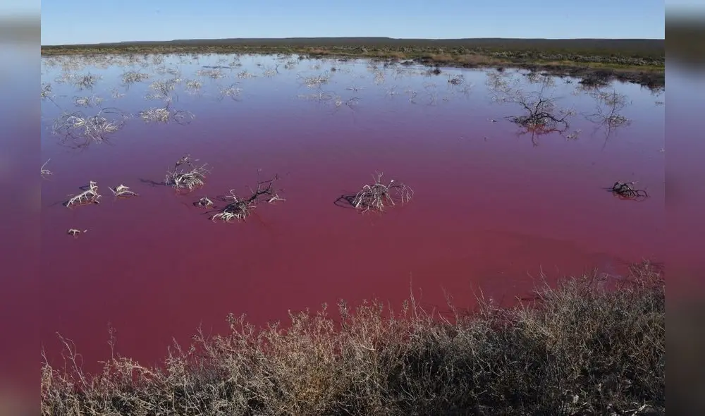 La laguna ocupa un espacio entre 10 y 15 hectáreas. Está situada en el Parque Industrial de Trelew. Foto: AFP