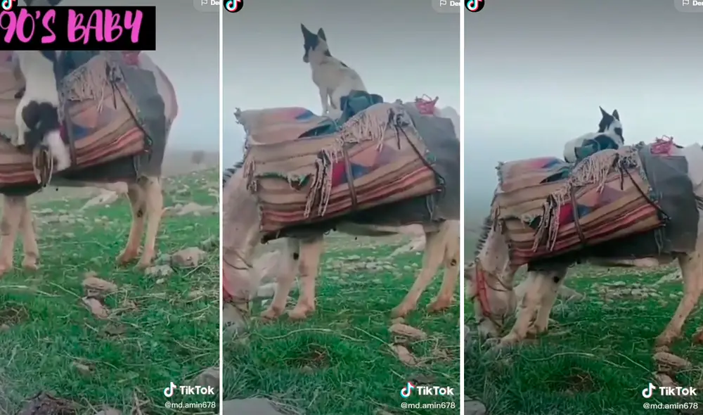 El perro no tuvo temor de recibir una patada del burro al escalar las bolsas de carga que tenía en la espalda. Foto: captura de TikTok/@md.amin678 El perro no tuvo temor de recibir una patada del burro al escalar las bolsas de carga que tenía en la espalda. Foto: captura de TikTok/@md.amin678