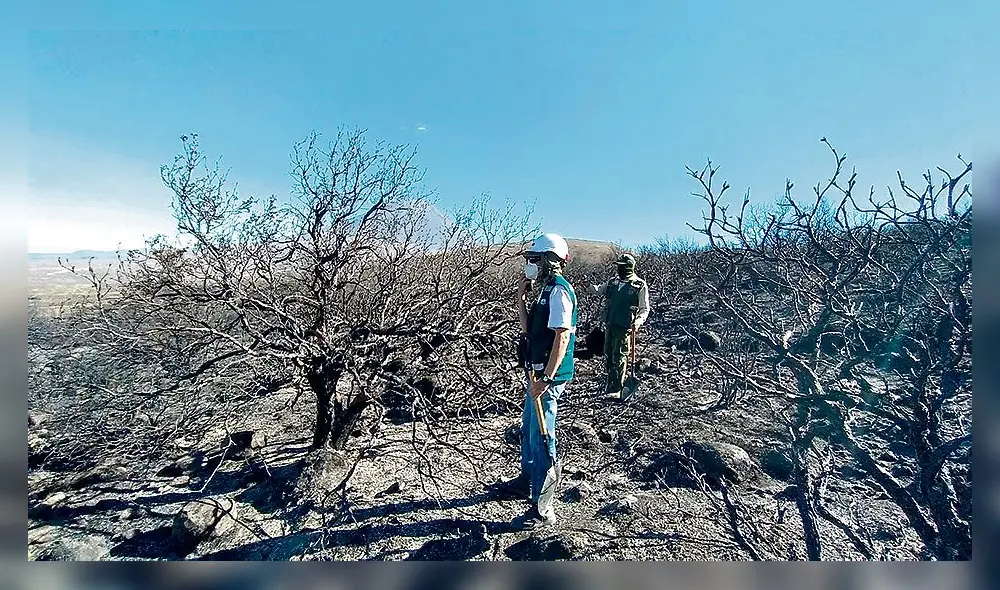 Fuego afecto terrenos en dlstrito de Chiguata. Foto: difusión