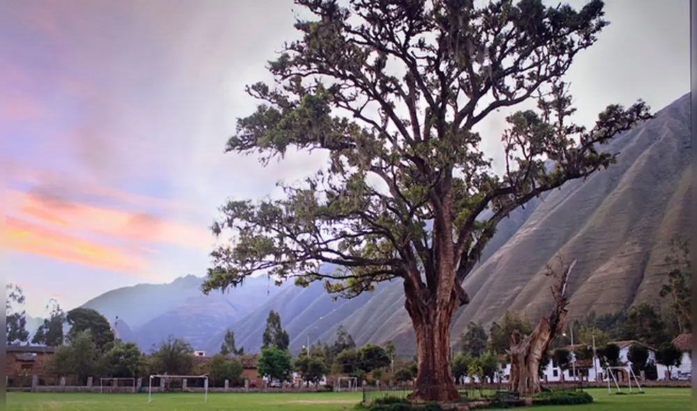 El árbol emblemático de 28 metros de altura. Foto: Serfor