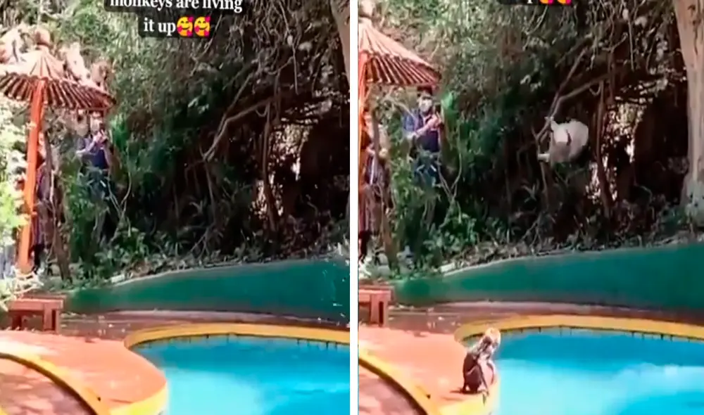 Los monos aprovecharon la ausencia de los turistas para disfrutar del sol y la piscina. Foto: captura de TikTok/lildee2nd