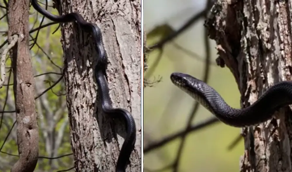 El video viral ha sido compartido en el canal Rumble Viral. Foto: captura de YouTube