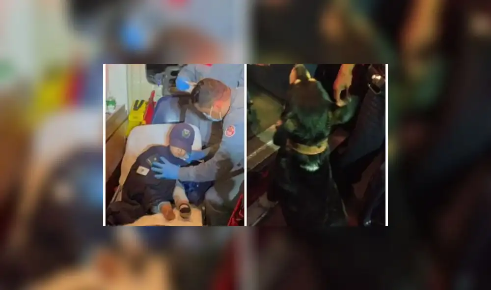 Milú se sumó así a la búsqueda usando su olfato para encontrar a su dueño. Foto: captura de YouTube Milú se sumó así a la búsqueda usando su olfato para encontrar a su dueño. Foto: captura de YouTube