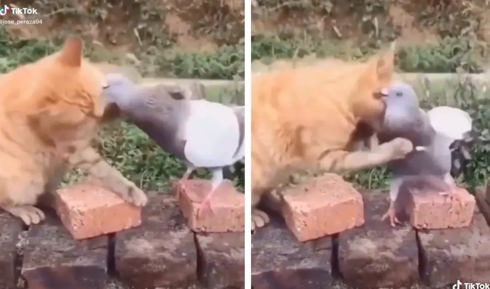 El gato rubio jugaba tiernamente con una paloma. Foto: captura de TikTok/@Jose_Peraza94